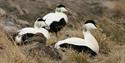 Eiderducks laying in the grass. three males watching over one female nesting.