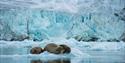 A small pod of walruses on a piece of ice floating in the sea in front of a glacier