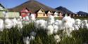 Arctic cotton grass in front of the iconic "spisshus"