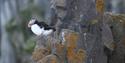 An Atlantic puffin sitting on a rocky crag