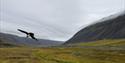 Et grønt tundralandskap med fjell i bakgrunnen og en flyvende tyvjo i forgrunnen