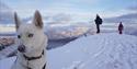 En hund i forgrunnen med to gjester på en fjelltopp i bakgrunnen