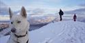 A dog in the foreground with two guests on a mountain top in the background