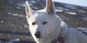 Close-up of a white dog