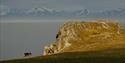 A reindeer wandering by a cliff next to a fjord