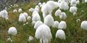 Tufts of cotton-grass