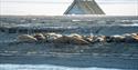 © Visit Svalbard