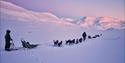 Two persons with dog sleds in a snowy landscape