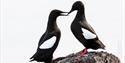 Two black guillemots