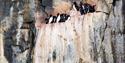 Little auks on a cliff