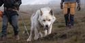 © Visit Svalbard