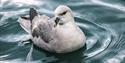 A bird swimming in the sea