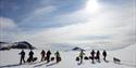 A tour group pulling sleds while skiing with a dog