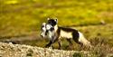 Polar fox in summercoat, carrying her cub in her mouth.