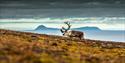 © Visit Svalbard