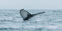 The tail fin of a whale