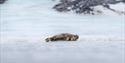 © Visit Svalbard