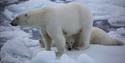 A standing polar bear with another polar bear laying in between its hind legs, both situated on a floating sheet of ice