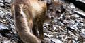 Polar fox in summercoat, looking directly at the camera