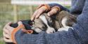 Puppy sleeping on a lap