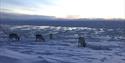 Reindeers on the frozen tundra