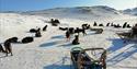 Sled dogs relaxing during a lunch break