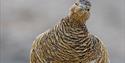 Close up of a Ptarmigan