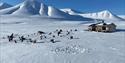 Sleddogs resting in front of a wildernesscabin