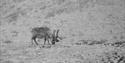 Svalbard reindeer looking for food in the snowcovered landscape