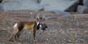 © Visit Svalbard