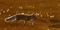Arctic fox on tundra.