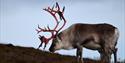 © Visit Svalbard