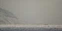 Two polar bears seen from afar strolling across the sea ice in Billefjorden