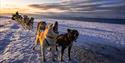 Sledteam of dogs eager to pull the cart seen in the background