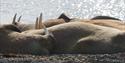 © Visit Svalbard