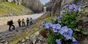 Blå blomster i forgrunnen. Turgruppe står ved en elv i en kløft. Fossefall i bagrunnen.