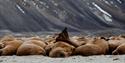 © Visit Svalbard