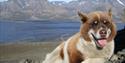 A dog relaxing with mountains in the background