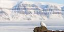 The Svalbard ptarmigan in front of Tempelfjellet.