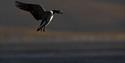 Common eider flying over water.