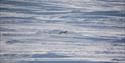 An arctic fox running across a snowy landscape.