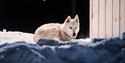 En husky ligger krøllet sammen på snøen