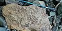 A large rock containing fossils laying in a rocky field with a walking pole in the background