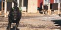 A dog running while wearing a harness