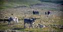 Svalbard reindeer in the foreground with a group of people hiking in the background