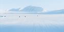 Snowmobiles seen from afar, in a white and snowcovered open landscape. Mountains seen in the background