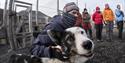 A husky smiling for the camera together with a group of guests