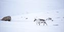 A Svalbard reindeer walking through a snow-covered mountainous landscape