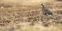 Svalbard Ptarmigan in summer plumage