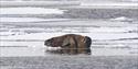 A walrus relaxing on a sheet of ice in a fjord